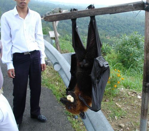 human-sized bats are real and have a wingspan of up to 1.7 meters