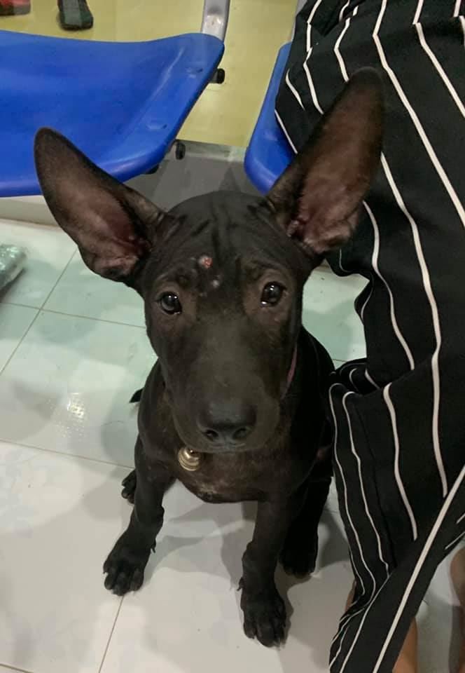 clever lost doggo knocks on its regular vet’s clinic door in search of its owner