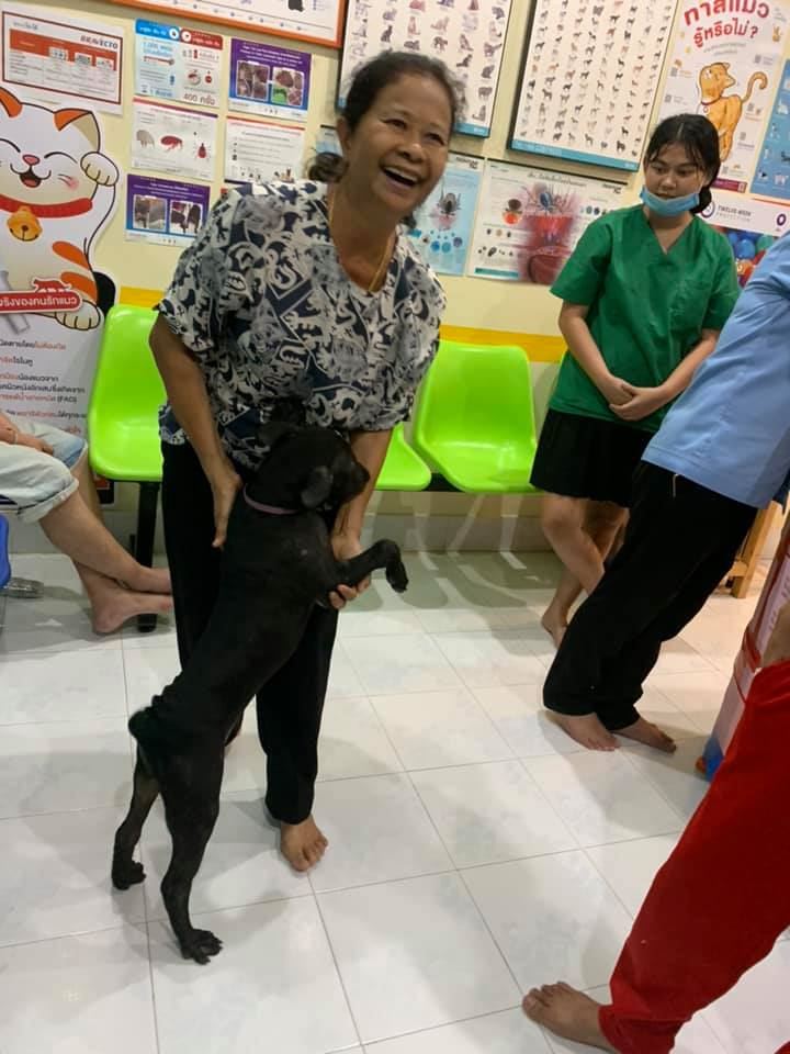 clever lost doggo knocks on its regular vet’s clinic door in search of its owner