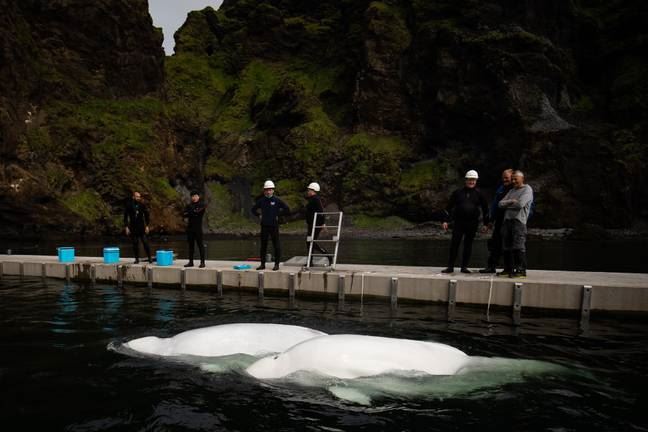 two beluga whales saved from being show animals and transported back to the ocean!