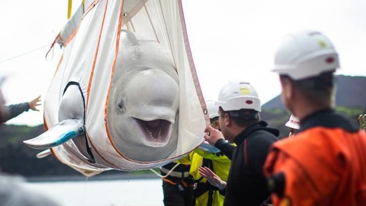 two beluga whales saved from being show animals and transported back to the ocean!