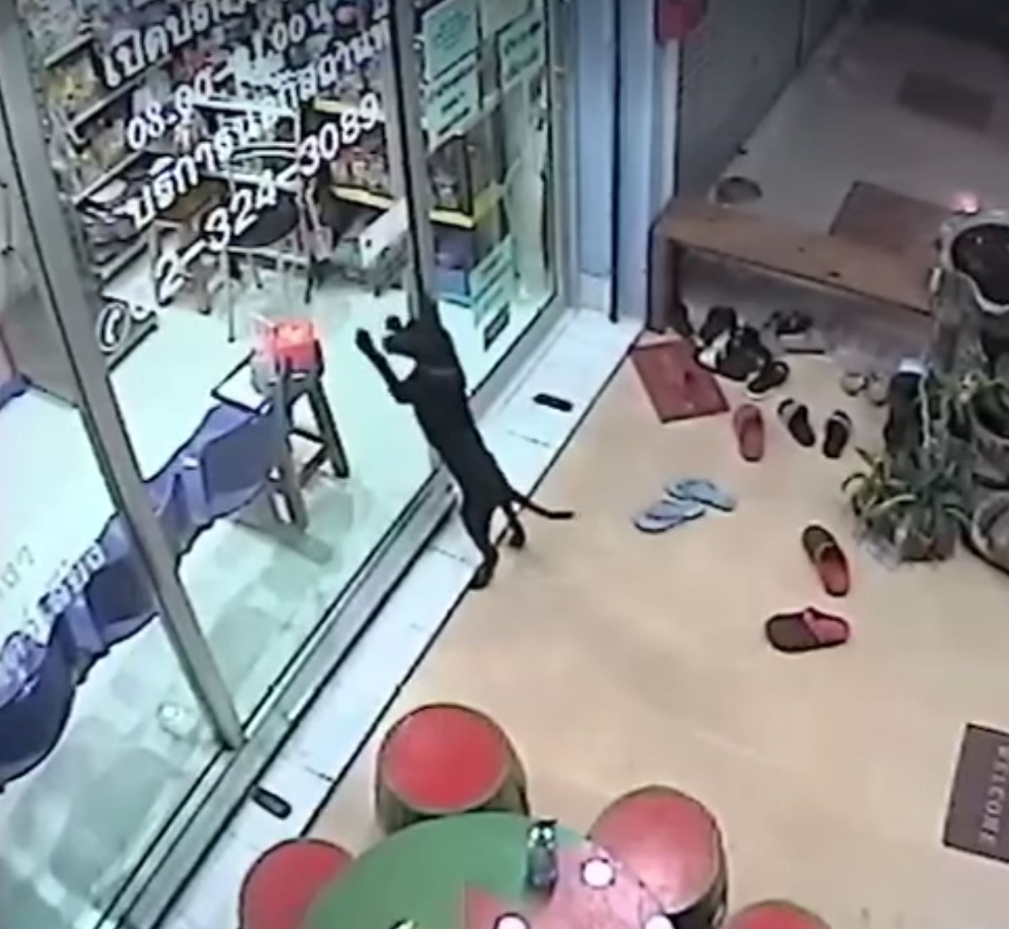 clever lost doggo knocks on its regular vet’s clinic door in search of its owner