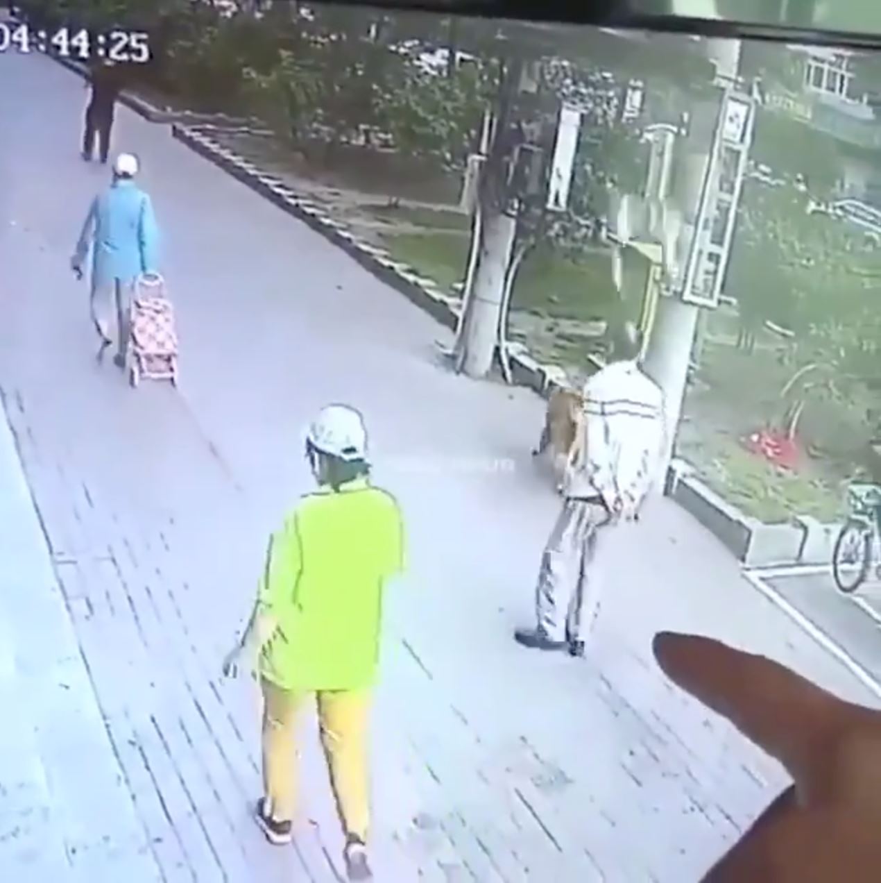 dog corners cat that fell from the sky and hits its owner unconscious