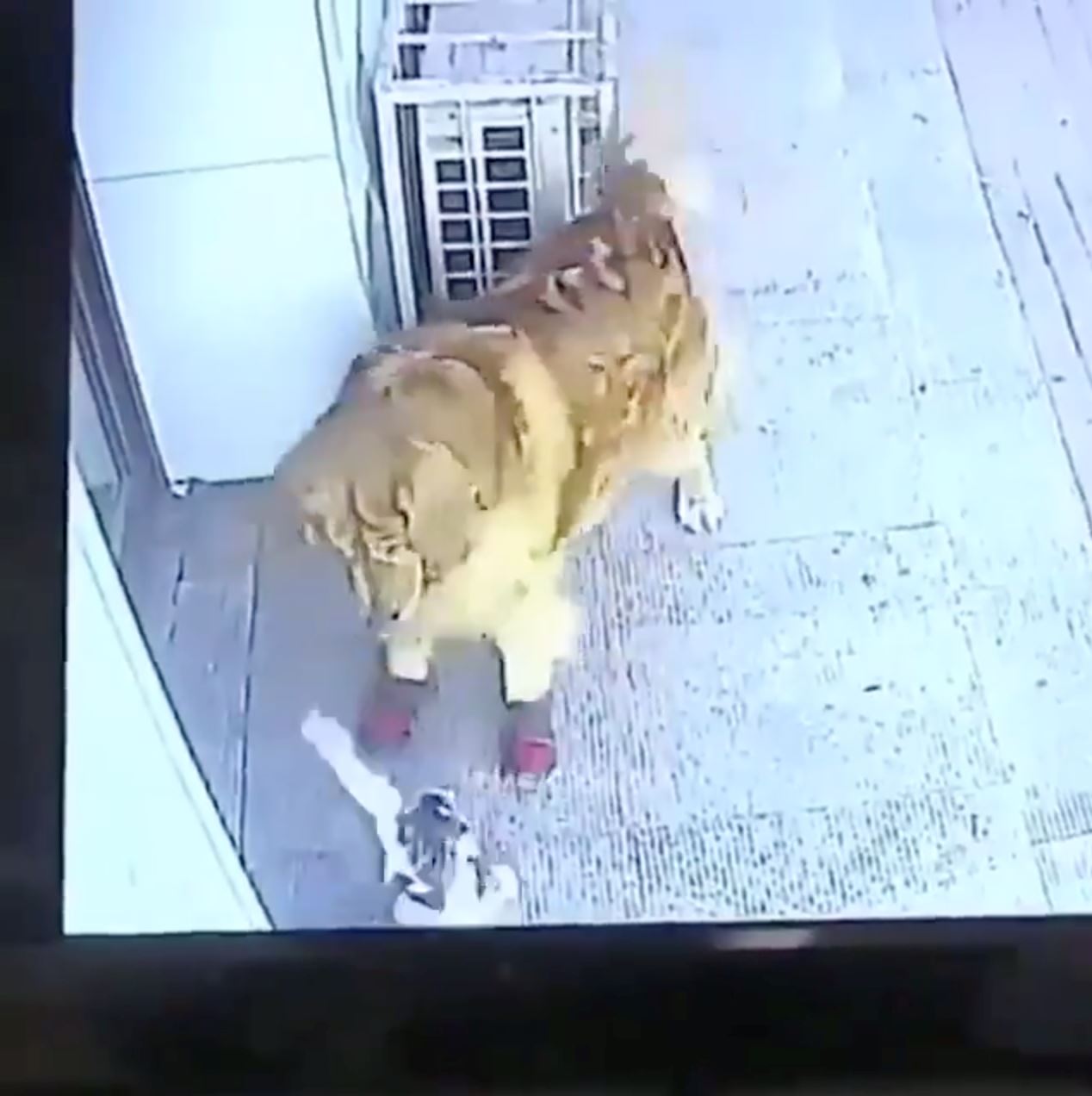 dog corners cat that fell from the sky and hits its owner unconscious