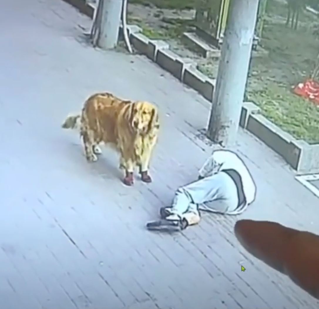 dog corners cat that fell from the sky and hits its owner unconscious