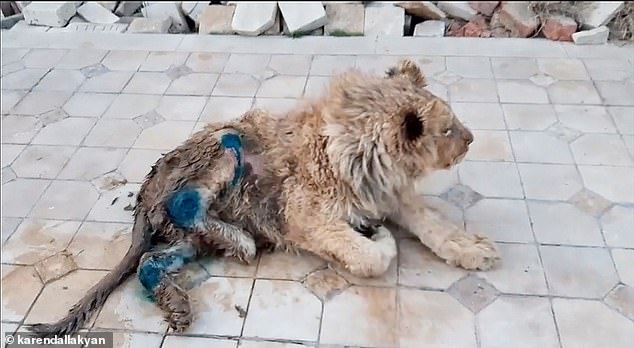 cruel torturers brake lion cub