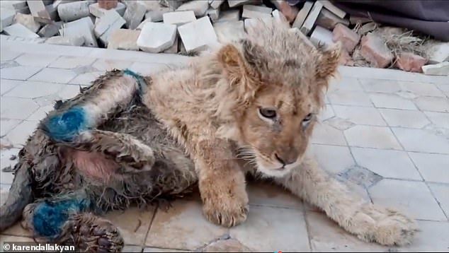 cruel torturers brake lion cub