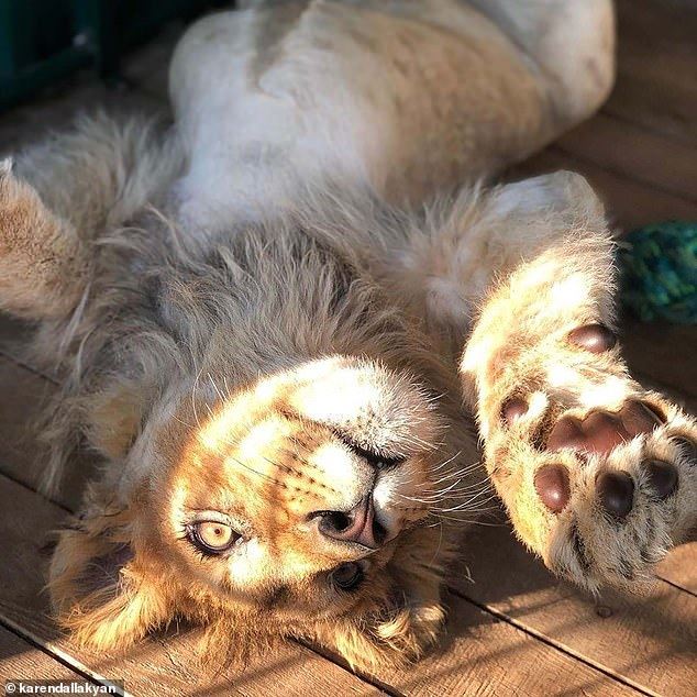 cruel torturers brake lion cub