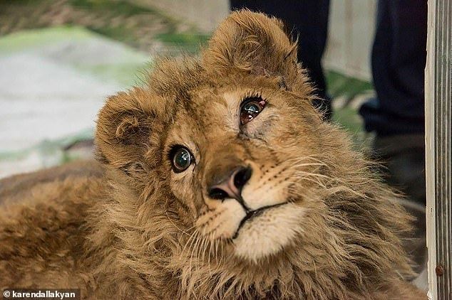 cruel torturers brake lion cub