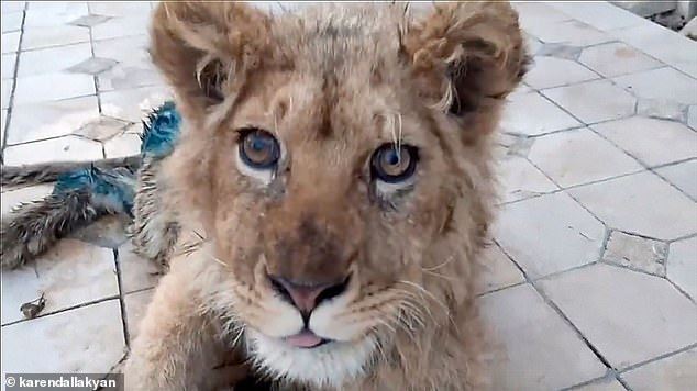 cruel torturers brake lion cub