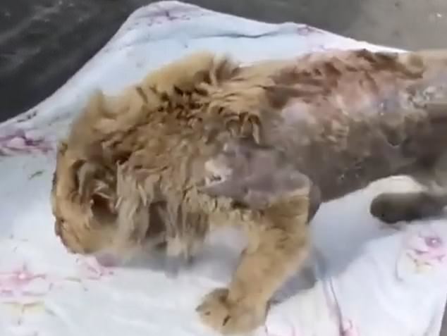 cruel torturers brake lion cub
