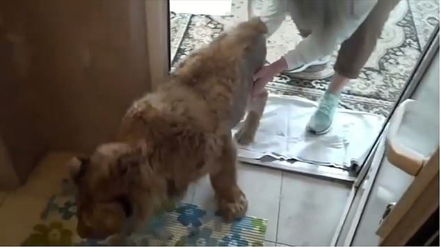 cruel torturers brake lion cub