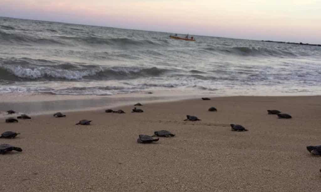 endangered turtles hatch peacefully on beach that’s empty because of covid-19