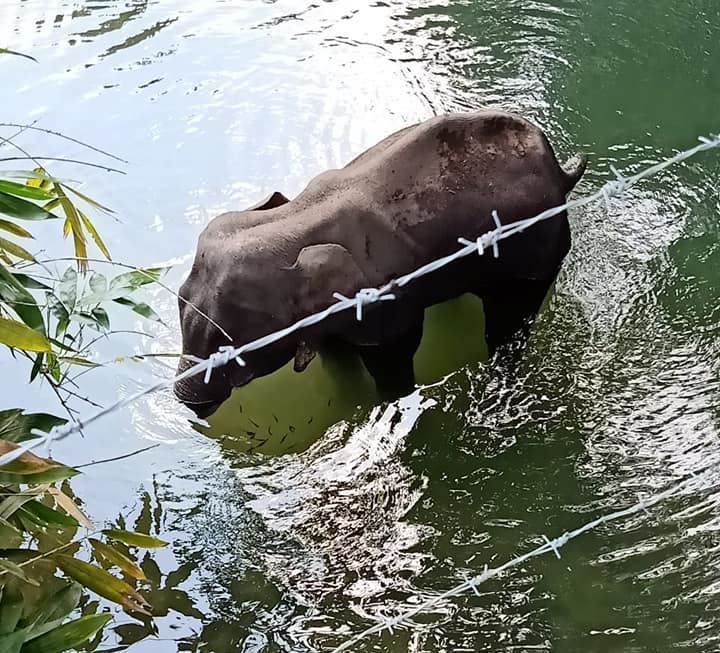 pregnant elephant dies after villagers fed it firecracker-filled pineapple
