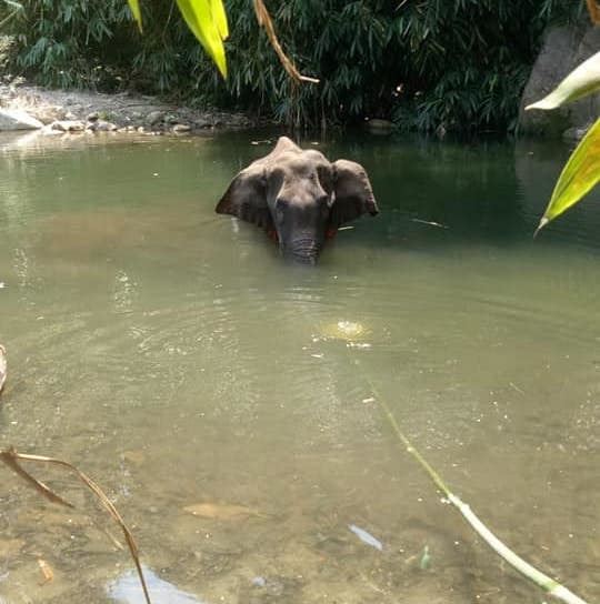 pregnant elephant dies after villagers fed it firecracker-filled pineapple