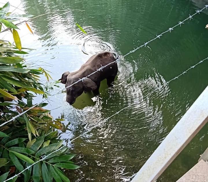pregnant elephant dies after villagers fed it firecracker-filled pineapple