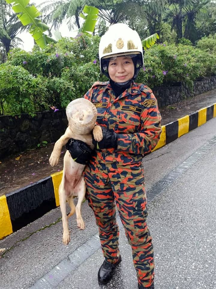 bomba save doggo whose head got stuck in a plastic container in genting