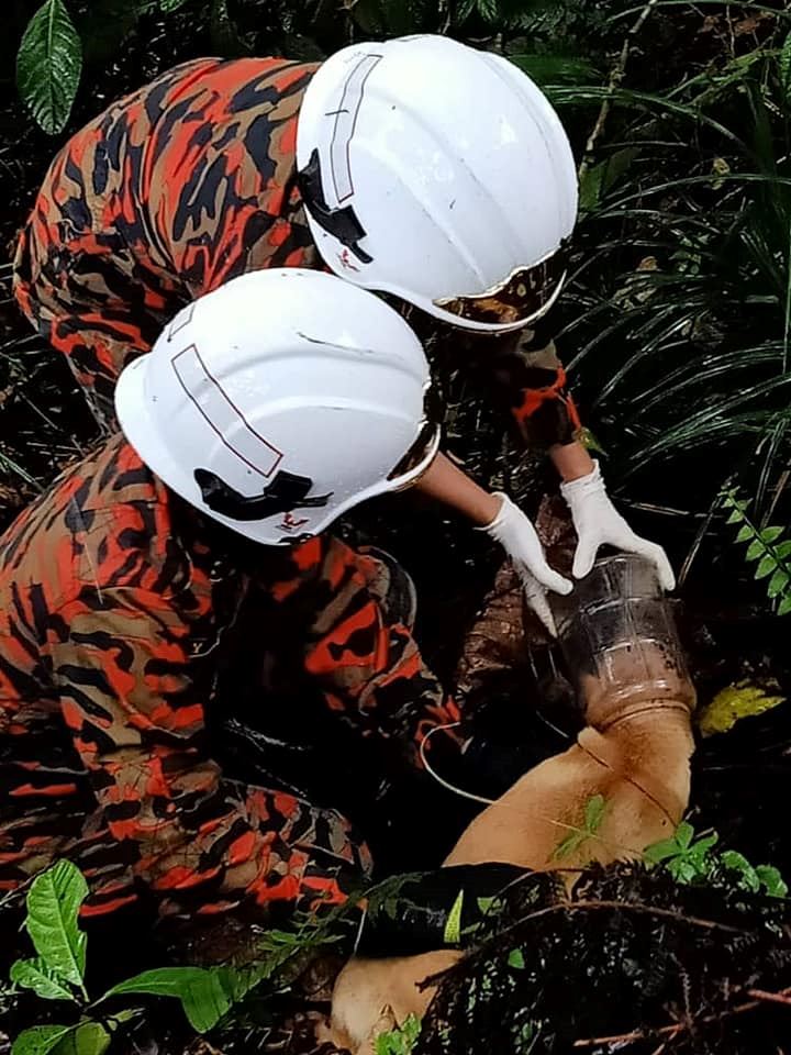bomba save doggo whose head got stuck in a plastic container in genting
