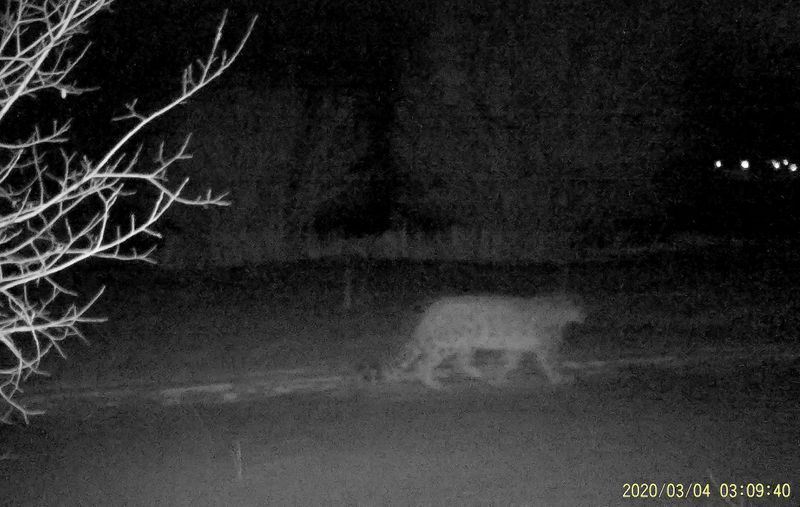 snow leopards have been spotted near kazakh amidst covid-19 lockdown
