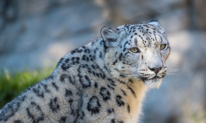 snow leopards have been spotted near kazakh amidst covid-19 lockdown