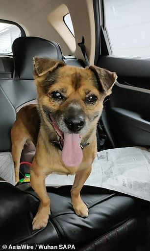 loyal doggo waits for 3 months at hospital for owner who passed away from covid-19