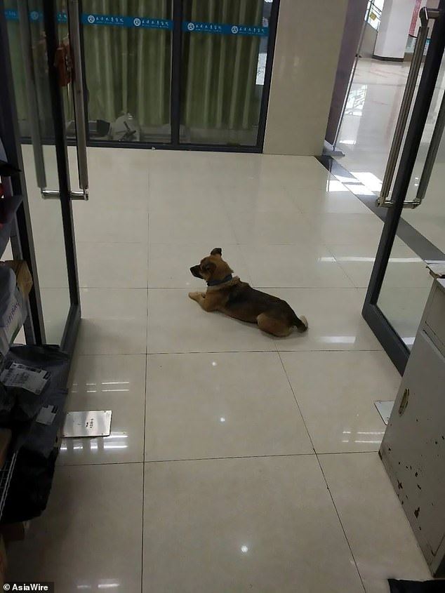 loyal doggo waits for 3 months at hospital for owner who passed away from covid-19