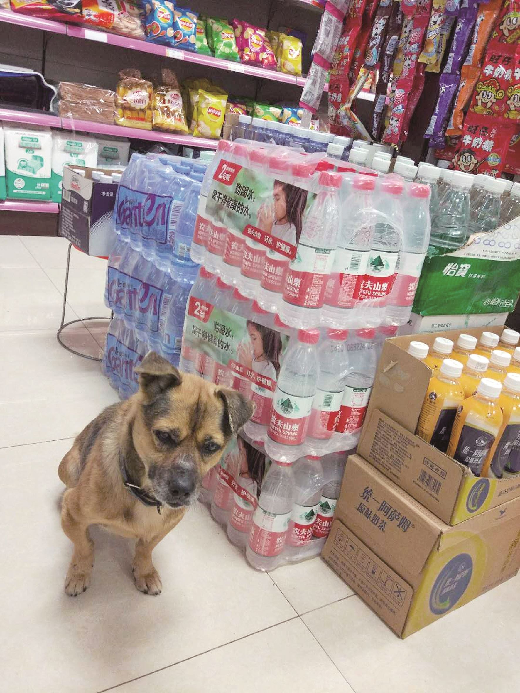 loyal doggo waits for 3 months at hospital for owner who passed away from covid-19