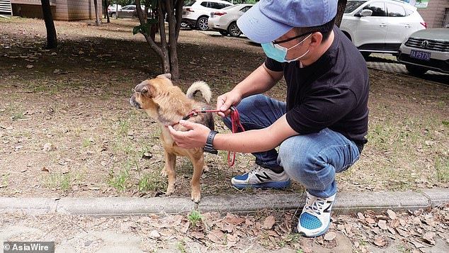 loyal doggo waits for 3 months at hospital for owner who passed away from covid-19