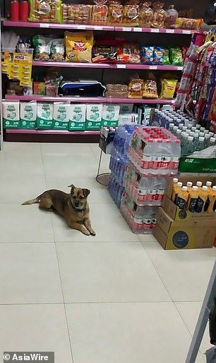 loyal doggo waits for 3 months at hospital for owner who passed away from covid-19