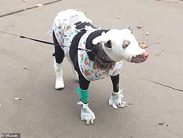 pregnant doggo suffers serious burns after saving four lives from fire