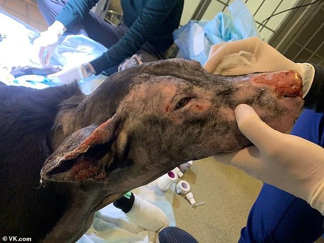 pregnant doggo suffers serious burns after saving four lives from fire