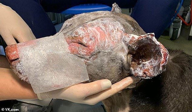 pregnant doggo suffers serious burns after saving four lives from fire