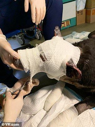 pregnant doggo suffers serious burns after saving four lives from fire