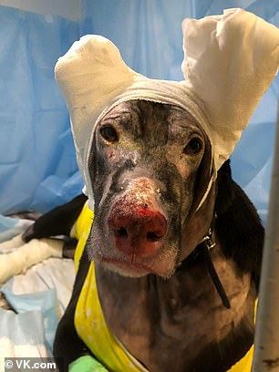 pregnant doggo suffers serious burns after saving four lives from fire