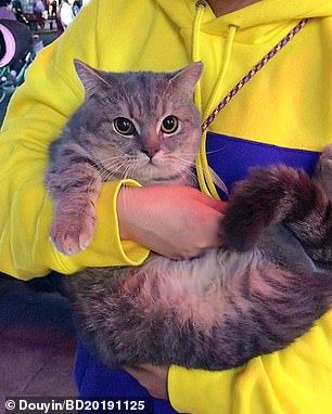 adorable cat tries its best to not get caught after being snuck into class