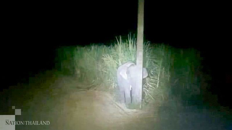 baby elephant adorably hides behind pole after caught eating sugarcane