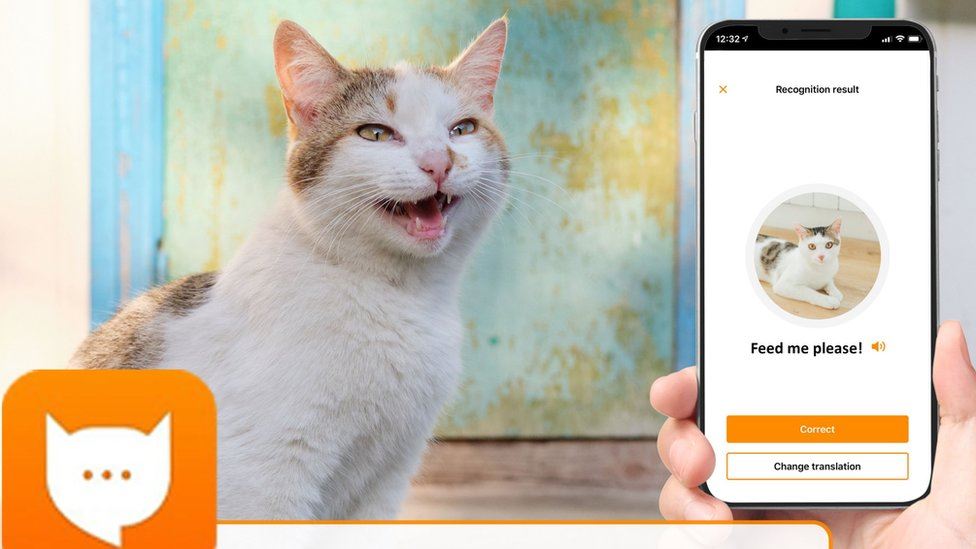 engineer creates app that translates what your cat’s meows mean!