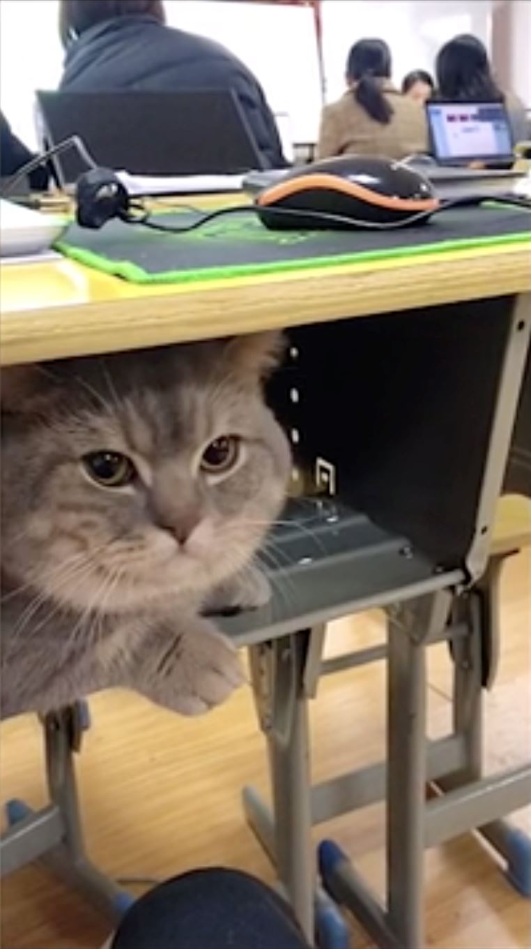 adorable cat tries its best to not get caught after being snuck into class