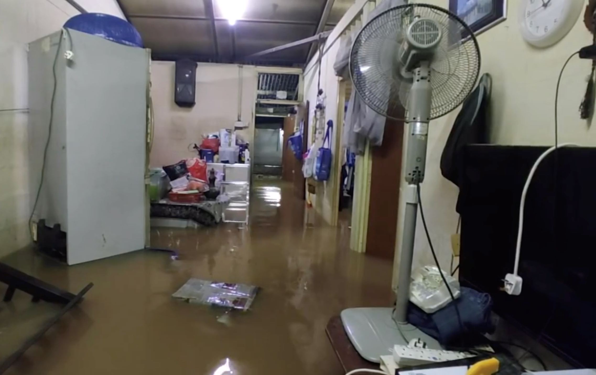 malaysian siblings insist to stay in flood waters to protect their 32 cats