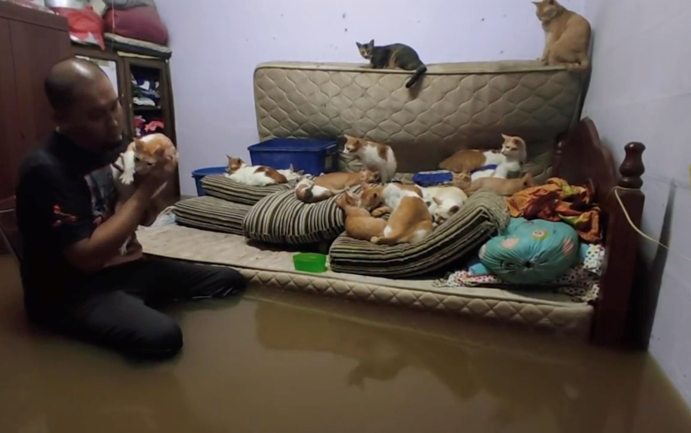 malaysian siblings insist to stay in flood waters to protect their 32 cats