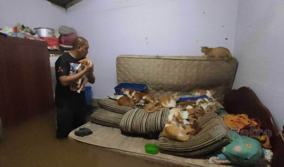 malaysian siblings insist to stay in flood waters to protect their 32 cats