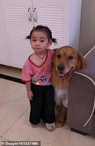 loyal doggo went viral “protecting” girl from mother that’s scolding her 