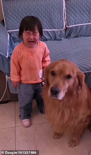 loyal doggo went viral “protecting” girl from mother that’s scolding her 