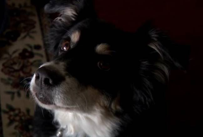 dog becomes millionaire after inheriting over rm20 million in owner’s will