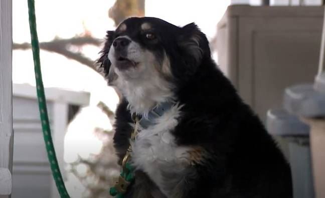 dog becomes millionaire after inheriting over rm20 million in owner’s will