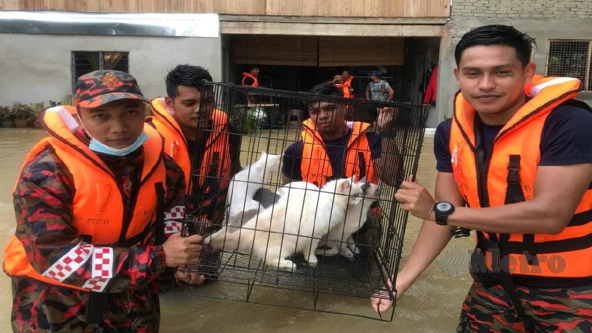 abang bomba help to save woman’s 40 cats during flood 