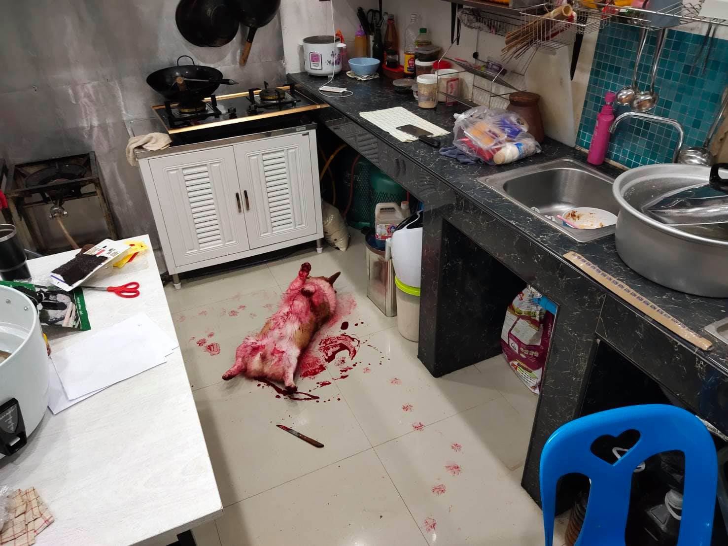 mischievous corgi gets himself covered in ‘blood’ and shocks owners by playing dead