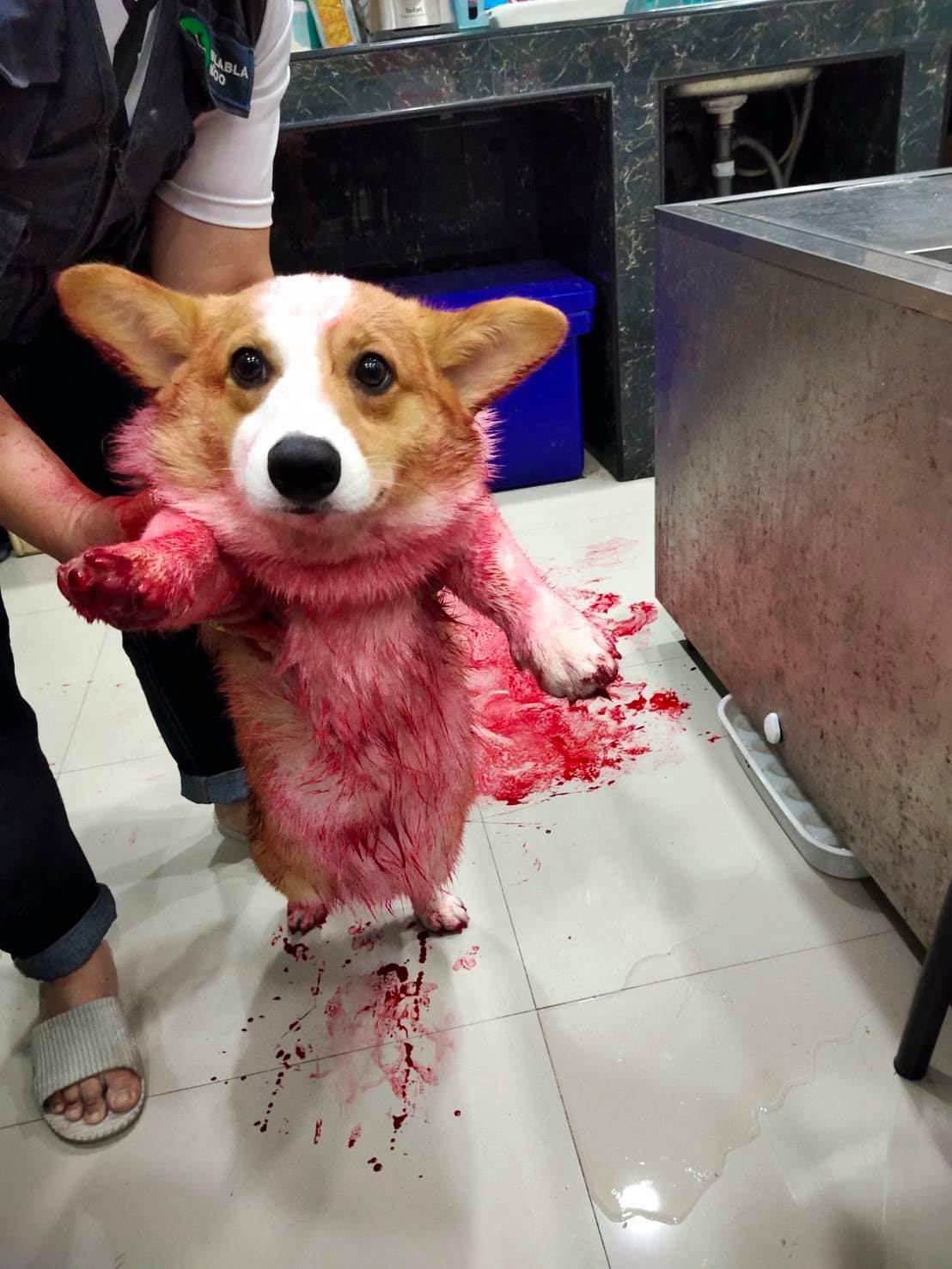 mischievous corgi gets himself covered in ‘blood’ and shocks owners by playing dead
