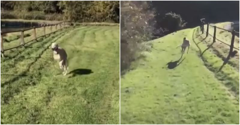 man spent over rm2200 to treat limping dog but it was just imitating him