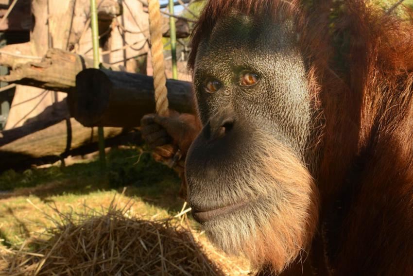 the world’s oldest orangutan has passed away at the age of 61